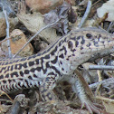 Coastal Whiptail Lizard