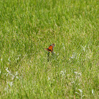 Monarch Butterfly