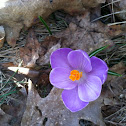 Crocus