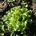 Lettuce