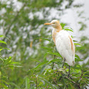 Cattle Egret