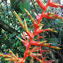 Gallito, Bromelia Tillandsia Guatemalensis