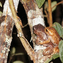 Rana