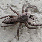 Tan Jumping Spider, male