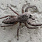 Tan Jumping Spider, male