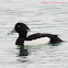 Tufted Duck