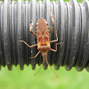 Leaf-footed Bug