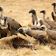White-backed Vulture