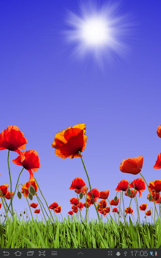 Poppy Field Free