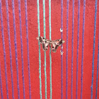 Lunar moth and unknown