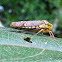 Sharpshooter (Leafhopper)