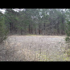 Cedar Glade