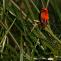 Black-bellied Seedcracker