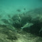 Yellowstripe Goatfish