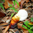 Lingzhi mushroom