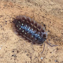 Common Shiny Woodlouse