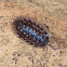Common Shiny Woodlouse