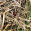 Harlequin Ladybird