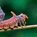 Moth Caterpillar