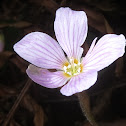 Woodsorrel