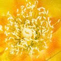 Prickly Pear Cactus