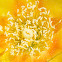 Prickly Pear Cactus