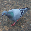 pigeon