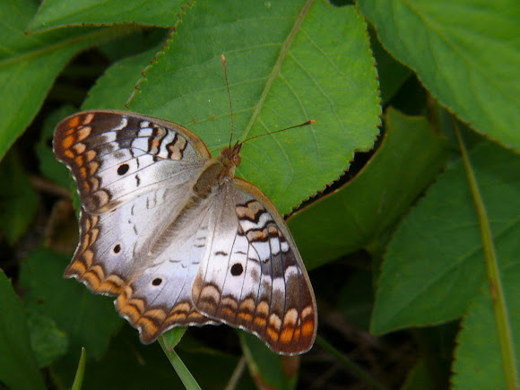 Spotting Image 1