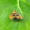 metalmark moth