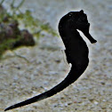 Sea Horse
