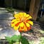 Zinnia