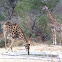 South African giraffe