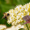 Bumble Bee