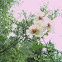 wild rose