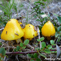 golden waxcap