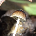 Mycena sp.