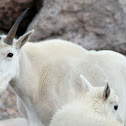 Mountain goat
