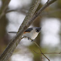 Tufted Titmouse