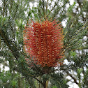 Banksia