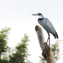 Black-headed Heron
