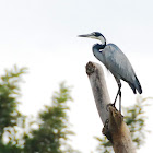 Black-headed Heron