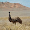 Emu