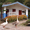 Domestic Geese (Embden and Chinese Swan)