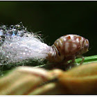 Plant Hopper