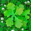 Pedunculate Oak