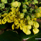 Oregon Grape flowers
