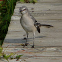 Northern Mockingbird