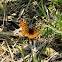 Meadow Fritillary