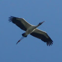 Wood Stork