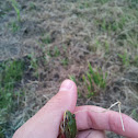 European tree frog